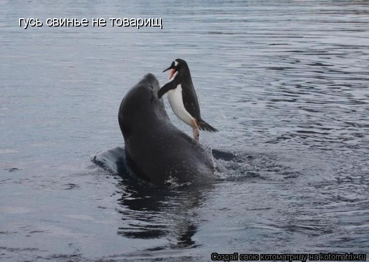 гусь свинье не товарищ... Котоматрица: гусь свинье не товарищ