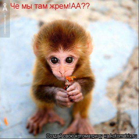 Че мы там жрем!АА??... Котоматрица: Че мы там жрем!АА??