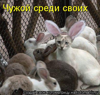 Котоматрица: Чужой среди своих