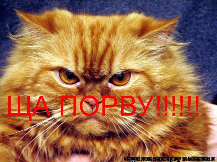 ЩА ПОРВУ!!!!!!... Котоматрица: ЩА ПОРВУ!!!!!!