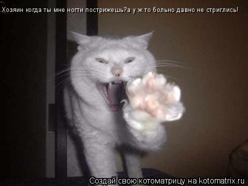 Котоматрица: Хозяин когда ты мне ногти пострижешь?а у ж то больно давно не стриглись!