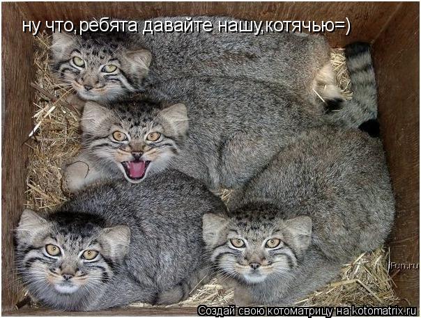 ну что,ребята давайте нашк,котячью=) ну что,ребята давайте нашу,котячью=)... Котоматрица: ну что,ребята давайте нашк,котячью=) ну что,ребята давайте нашу,котячью=)