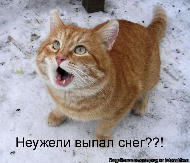 Неужели выпал снег??!... Котоматрица: Неужели выпал снег??!