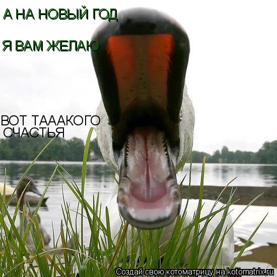 Котоматрица: А НА НОВЫЙ ГОД Я ВАМ ЖЕЛАЮ ВОТ ТАААКОГО СЧАСТЬЯ