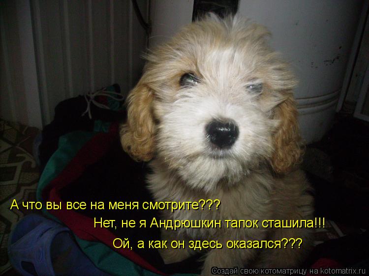 А что вы все на меня смотрите??? Нет, не я Андрюшкин тапок сташила!!! Ой, а как он здесь оказался???... Котоматрица: А что вы все на меня смотрите??? Нет, не я Андрюшкин тапок сташила!!! Ой, а как он здесь оказался???
