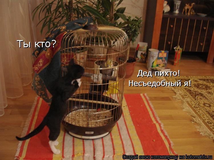 Ты кто? Дед пихто! Несъедобный я!... Котоматрица: Ты кто? Дед пихто! Несъедобный я!
