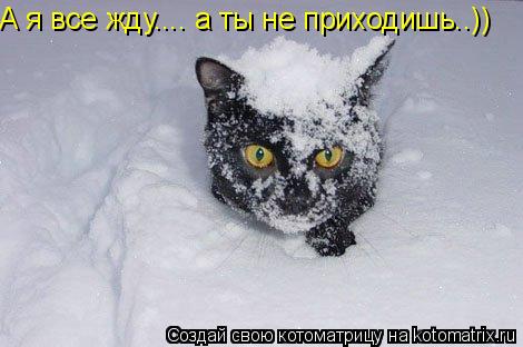 А я все жду.... а ты не приходишь..))... Котоматрица: А я все жду.... а ты не приходишь..))