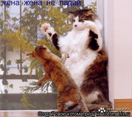 жена жена не падай... Котоматрица: жена жена не падай