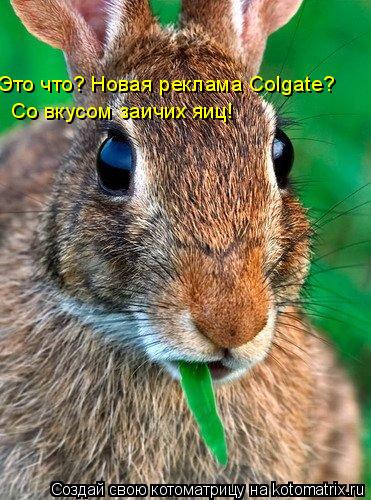 Это что? Новая реклама Colgate? Со вкусом заичих яиц!... Котоматрица: Это что? Новая реклама Colgate? Со вкусом заичих яиц!