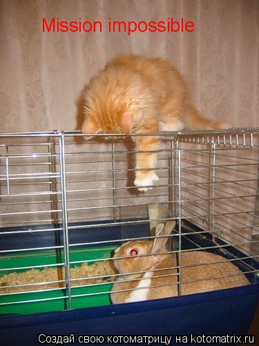 Mission impossible... Котоматрица: Mission impossible