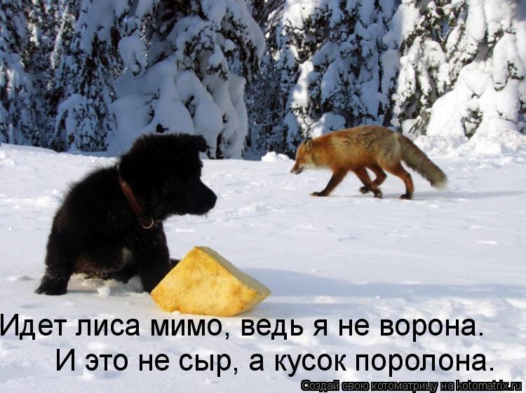 Идет лиса мимо, ведь я не ворона. И это не сыр, а кусок поролона.... Котоматрица: Идет лиса мимо, ведь я не ворона. И это не сыр, а кусок поролона.