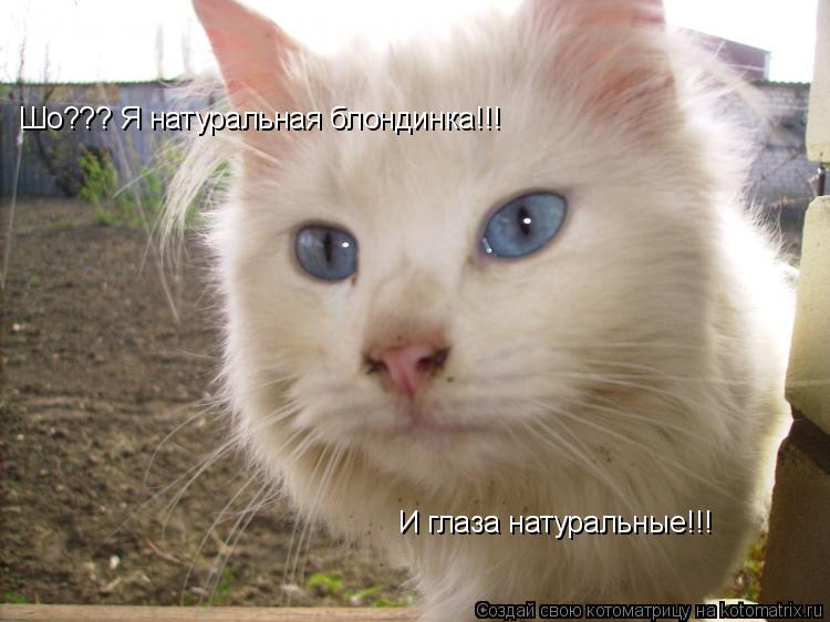 Шо??? Я натуральная блондинка!!! И глаза натуральные!!!... Котоматрица: Шо??? Я натуральная блондинка!!! И глаза натуральные!!!