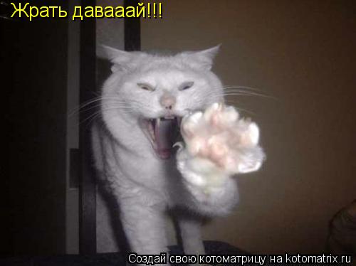 Жрать давааай!!!... Котоматрица: Жрать давааай!!!