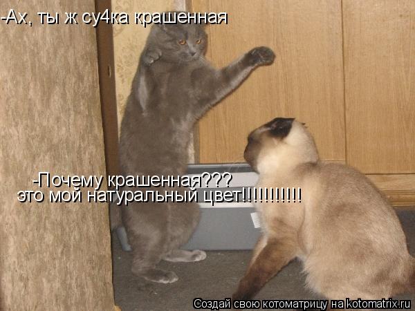-Ах, ты ж су4ка крашенная -Почему крашенная??? это мой натуральный цвет!!!!!!!!!!!... Котоматрица: -Ах, ты ж су4ка крашенная -Почему крашенная??? это мой натуральный цвет!!!!!!!!!!!
