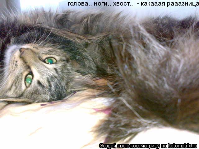 голова.. ноги.. хвост... - какааая рааазница!... Котоматрица: голова.. ноги.. хвост... - какааая рааазница!