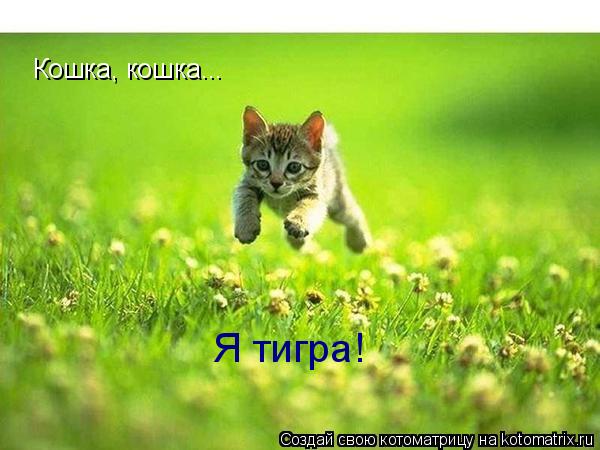 Кошка, кошка... Я тигра!... Котоматрица: Кошка, кошка... Я тигра!