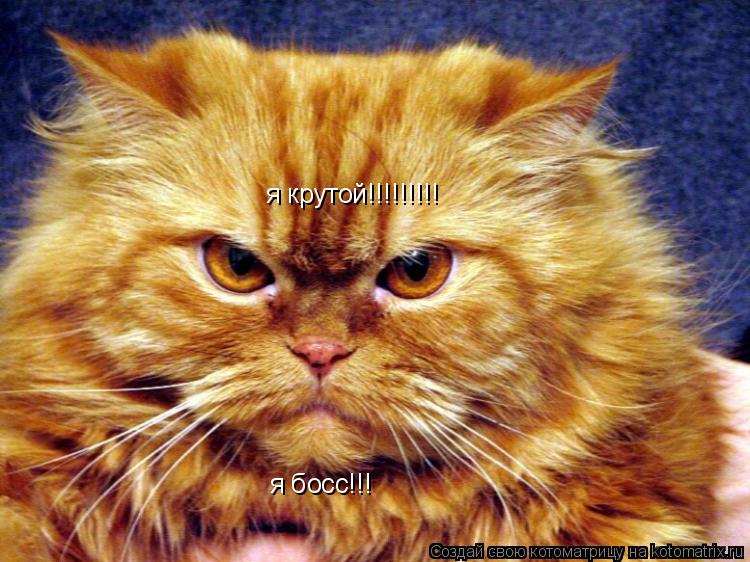 я босс!!! я крутой!!!!!!!!!... Котоматрица: я босс!!! я крутой!!!!!!!!!
