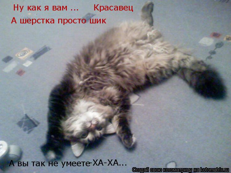 Ну как я вам ... Красавец А шерстка просто шик А вы так не умеете ... Котоматрица: Ну как я вам ... Красавец А шерстка просто шик А вы так не умеете -ХА-ХА...