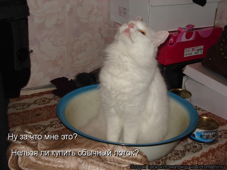Нельзя ли купить обычный лоток? Ну за что мне это?... Котоматрица: Нельзя ли купить обычный лоток? Ну за что мне это?