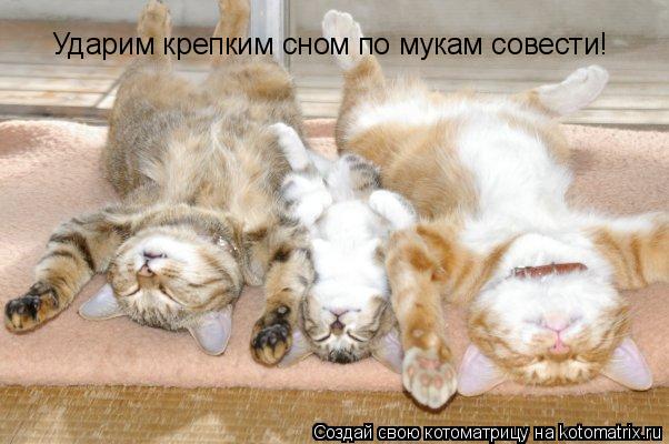 Ударим крепким сном по мукам совести!... Котоматрица: Ударим крепким сном по мукам совести!