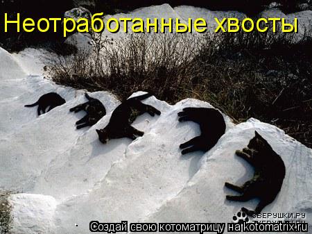 Котоматрица: Неотработанные хвосты