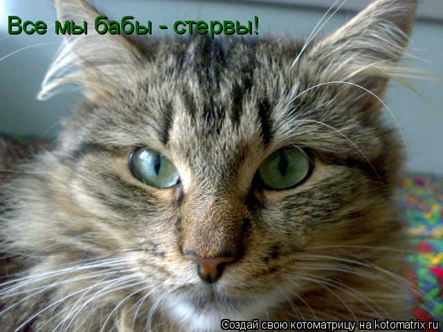 Все мы бабы - стервы!... Котоматрица: Все мы бабы - стервы!