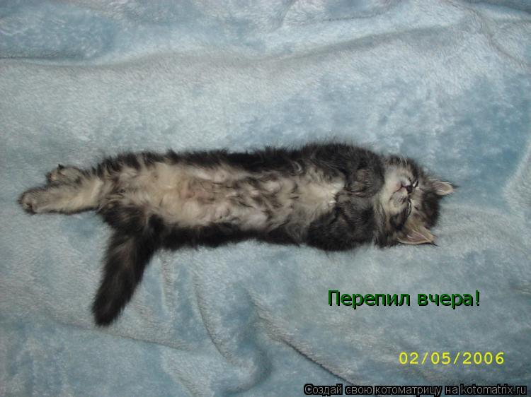 Перепил вчера!... Котоматрица: Перепил вчера!