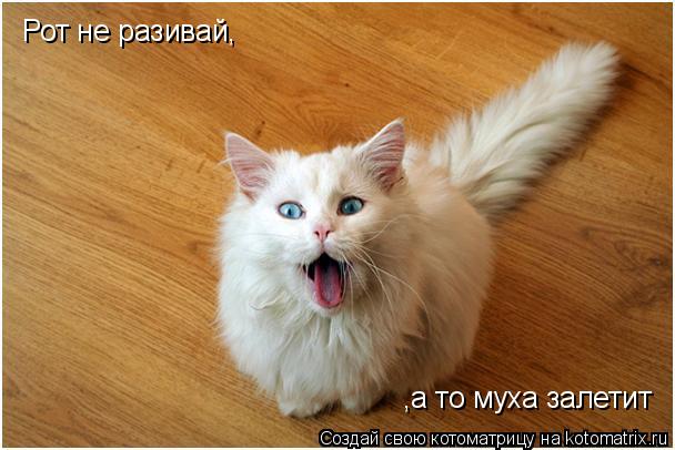 Рот не разивай, ,а то муха залетит... Котоматрица: Рот не разивай, ,а то муха залетит