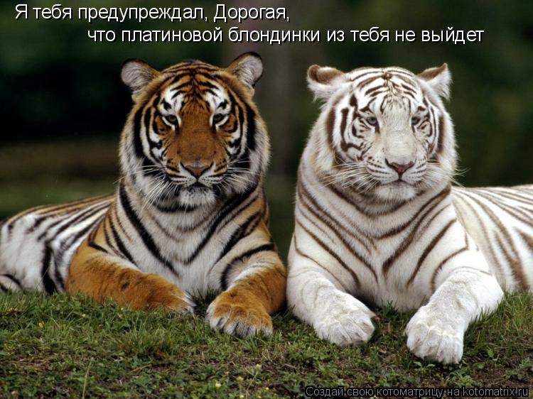 Я тебя предупреждал, Дорогая, что платиновой блондинки из тебя не выйдет... Котоматрица: Я тебя предупреждал, Дорогая, что платиновой блондинки из тебя не выйдет
