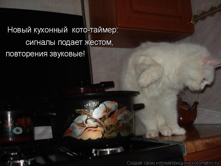 Котоматрица: Новый кухонный  кото-таймер: сигналы подает жестом,  повторения звуковые!