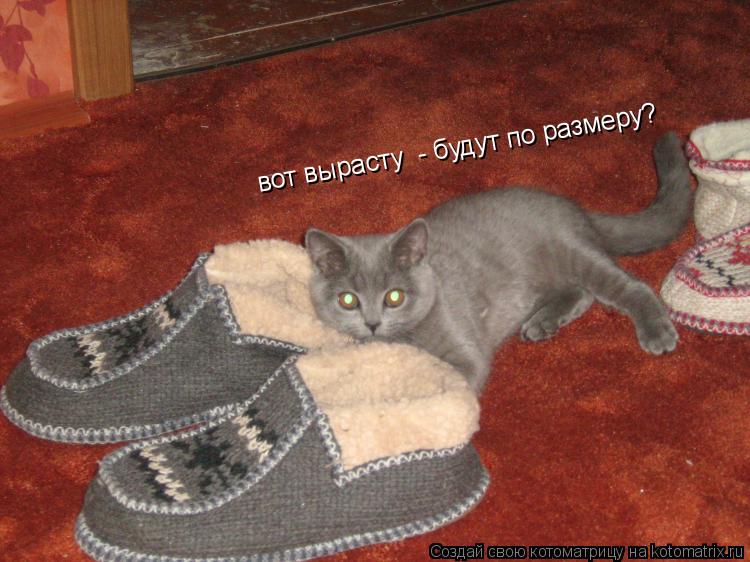 вот вырасту - будут по размеру?... Котоматрица: вот вырасту - будут по размеру?