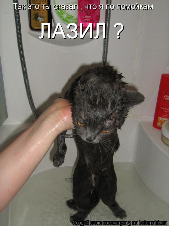 Так это ты сказал , что я по помойкам ЛАЗИЛ ?... Котоматрица: Так это ты сказал , что я по помойкам ЛАЗИЛ ?