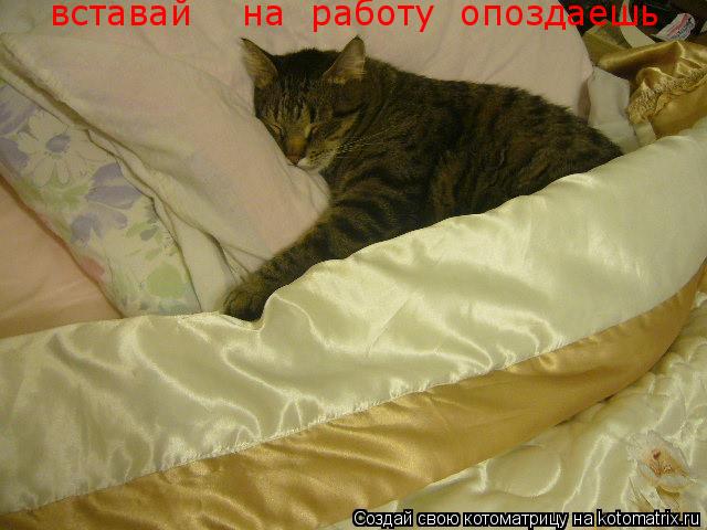 вставай на работу опоздаешь... Котоматрица: вставай на работу опоздаешь