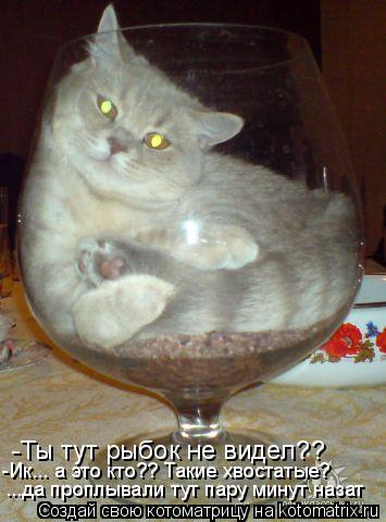Ты тут рыбок не видел?? Ик... -Ты тут рыбок не видел?? -Ик... а это кто?? Такие хвостатые? ...да про... Котоматрица: Ты тут рыбок не видел?? Ик... -Ты тут рыбок не видел?? -Ик... а это кто?? Такие хвостатые? ...да проплывали тут пару минут назат