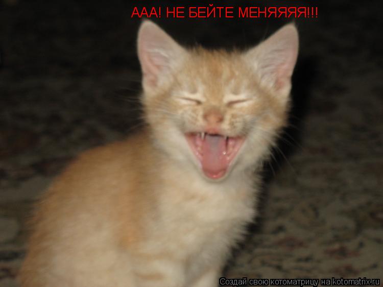 ААА! НЕ БЕЙТЕ МЕНЯЯЯЯ!!!... Котоматрица: ААА! НЕ БЕЙТЕ МЕНЯЯЯЯ!!!