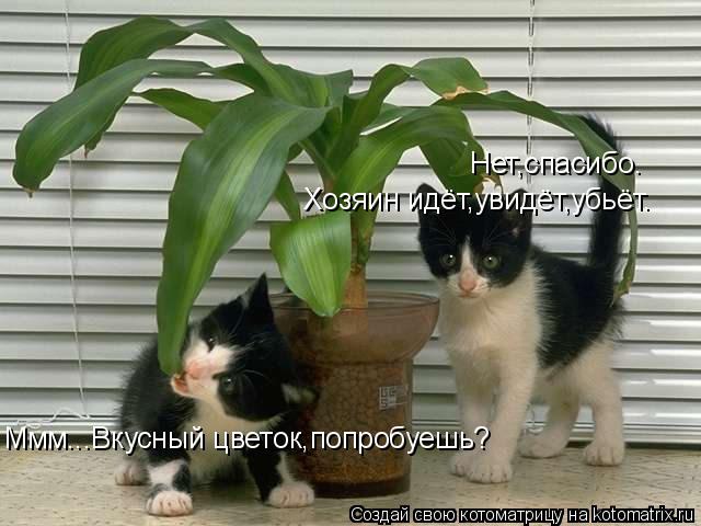 Ммм...Вкусный цветок,попробуешь? Нет,спасибо. Хозяин идёт,увидёт,убьёт.... Котоматрица: Ммм...Вкусный цветок,попробуешь? Нет,спасибо. Хозяин идёт,увидёт,убьёт.