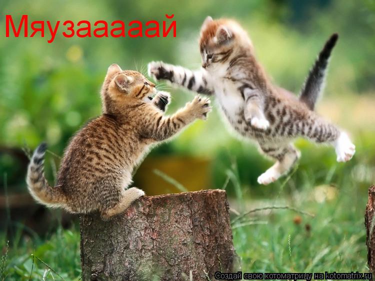 Мяузааааай... Котоматрица: Мяузааааай
