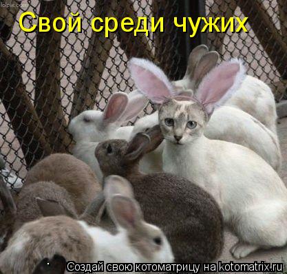 Котоматрица: Свой среди чужих