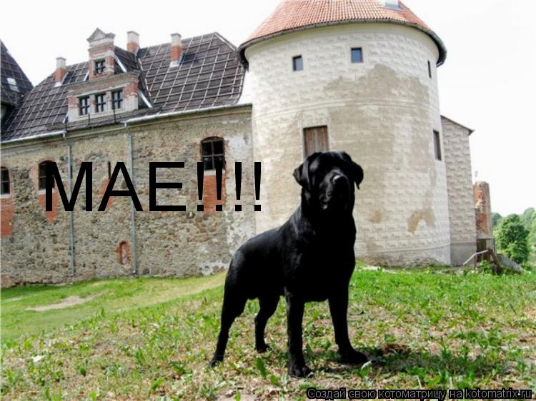 МАЕ!!!!... Котоматрица: МАЕ!!!!