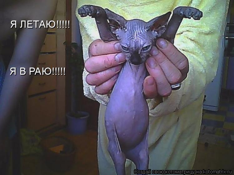 Котоматрица: Я ЛЕТАЮ!!!!! Я В РАЮ!!!!!