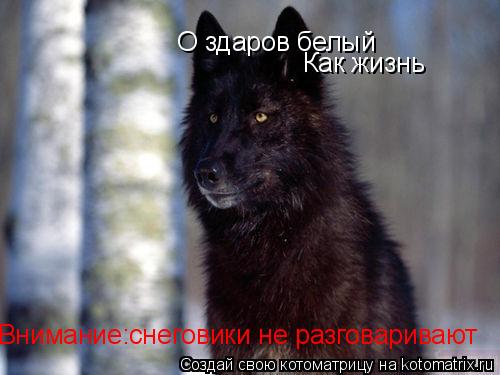 О здаров белый Как жизнь Внимание:снеговики не разговаривают... Котоматрица: О здаров белый Как жизнь Внимание:снеговики не разговаривают