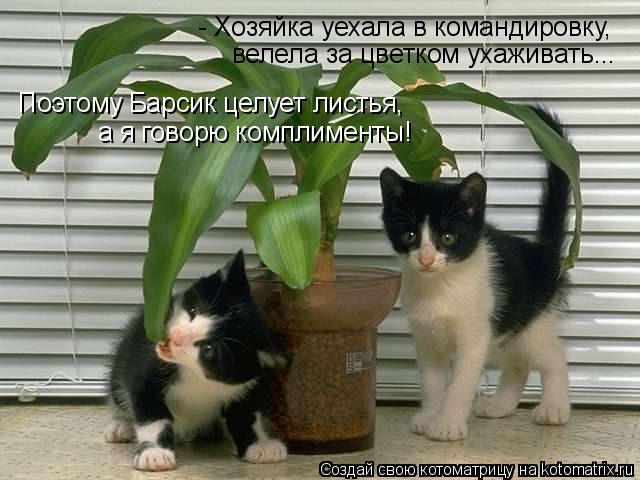 Котоматрица: - Хозяйка уехала в командировку, велела за цветком ухаживать... Поэтому Барсик целует листья, а я говорю комплименты!