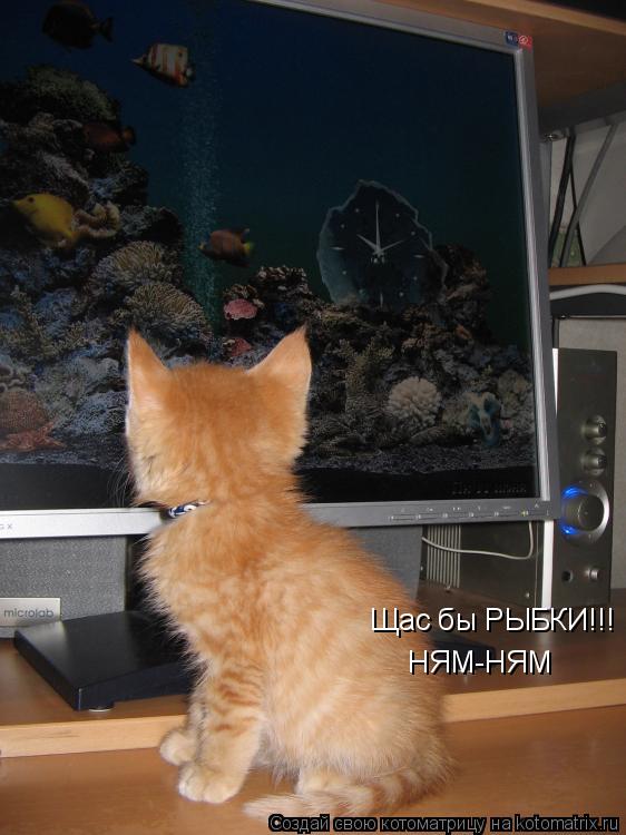 Щас бы РЫБКИ!!! НЯМ-НЯМ... Котоматрица: Щас бы РЫБКИ!!! НЯМ-НЯМ