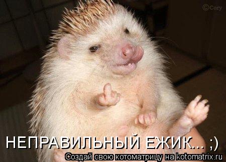 НЕПРАВИЛЬНЫЙ ЕЖИК... ;)... Котоматрица: НЕПРАВИЛЬНЫЙ ЕЖИК... ;)