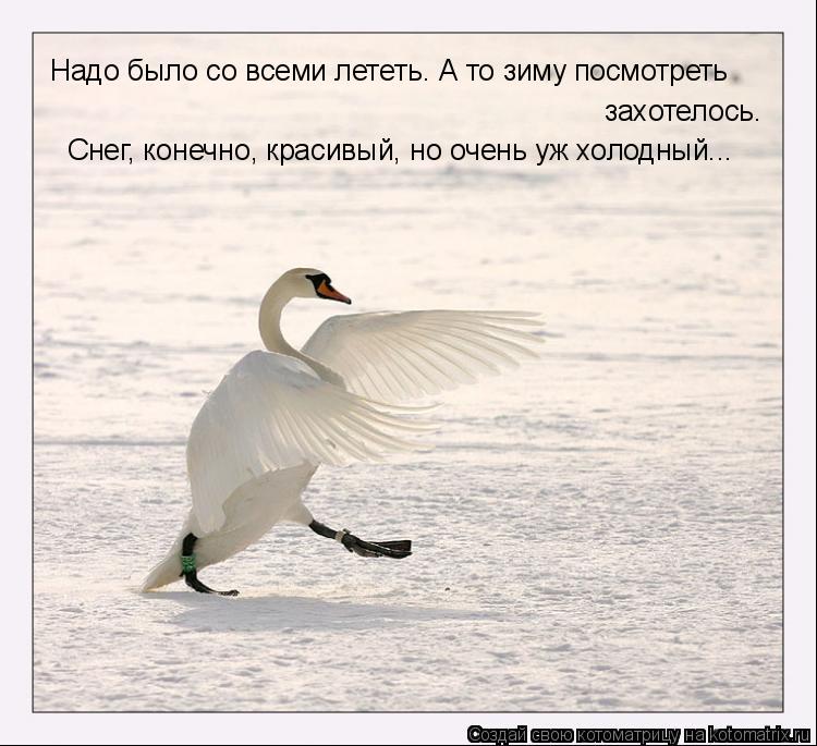 Надо было со всеми лететь. А то зиму посмотреть захотелось. Снег, конечно, красивый, но очень уж холо... Котоматрица: Надо было со всеми лететь. А то зиму посмотреть захотелось. Снег, конечно, красивый, но очень уж холодный...