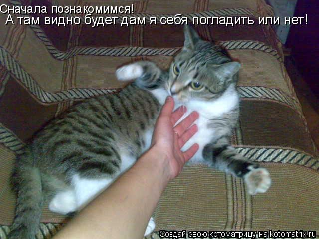 Сначала познакомимся! А там видно будет дам я себя погладить или нет!... Котоматрица: Сначала познакомимся! А там видно будет дам я себя погладить или нет!