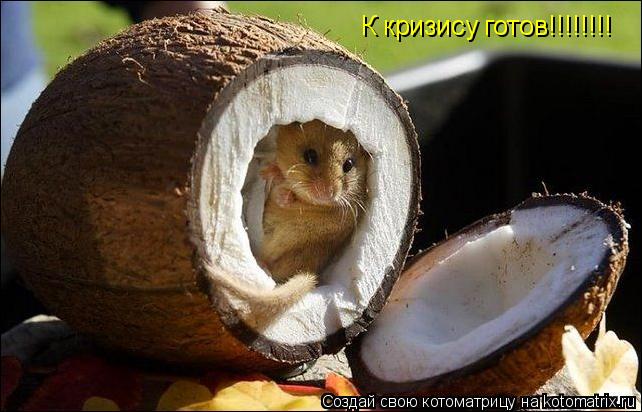 К кризису готов!!!!!!!!... Котоматрица: К кризису готов!!!!!!!!