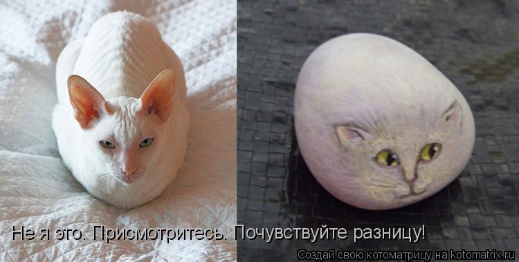 Не я это. Присмотритесь. Почувствуйте разницу!... Котоматрица: Не я это. Присмотритесь. Почувствуйте разницу!