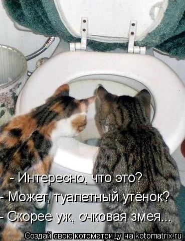 - Интересно, что это? - Может, туалетный утёнок? - Скорее уж, очковая змея...... Котоматрица: - Интересно, что это? - Может, туалетный утёнок? - Скорее уж, очковая змея...