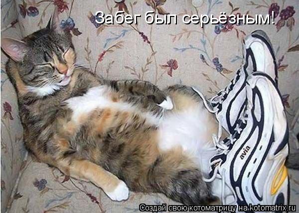 Забег был серьёзным!... Котоматрица: Забег был серьёзным!